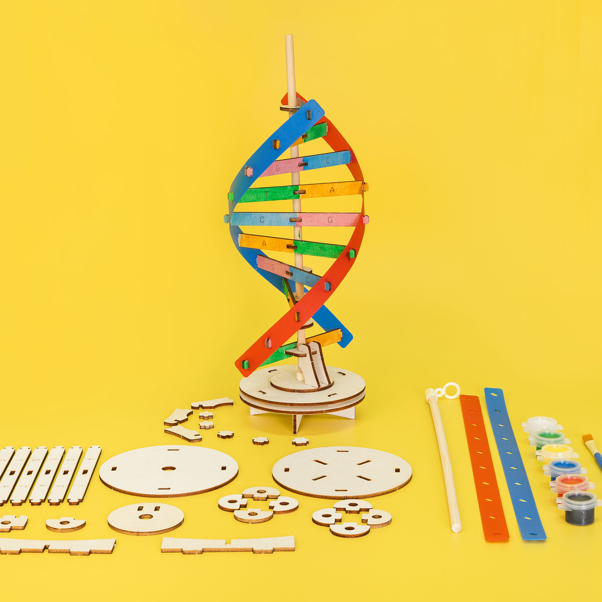 DIY DNA Double Helix Model Kit – Build & Paint Biology STEM Project
